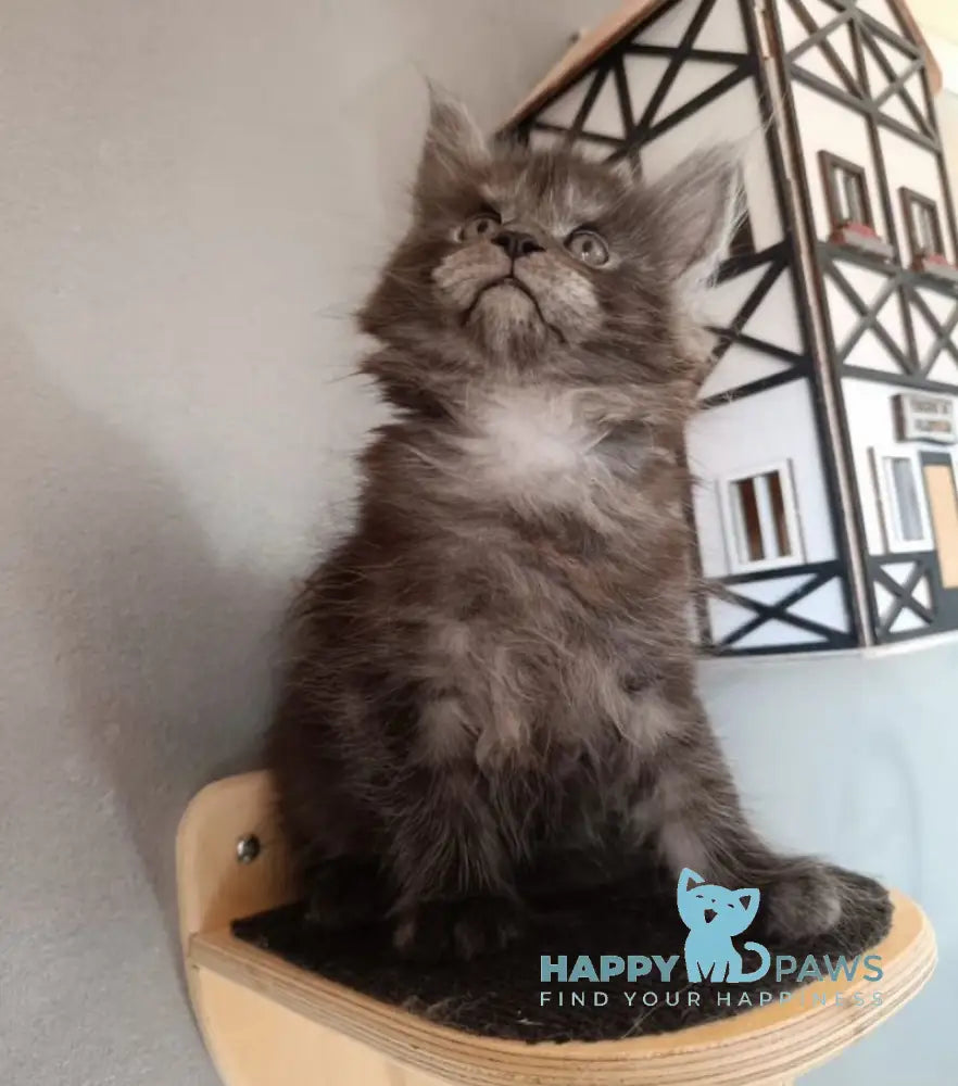 Lilian Maine Coon female black smoke live animals