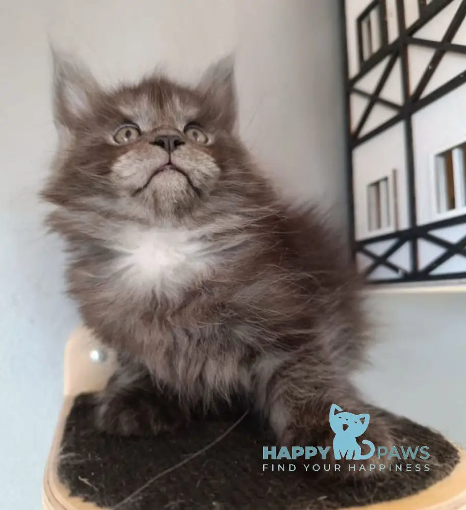 Lilian Maine Coon female black smoke live animals