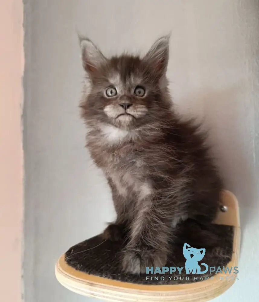 Lilian Maine Coon female black smoke live animals