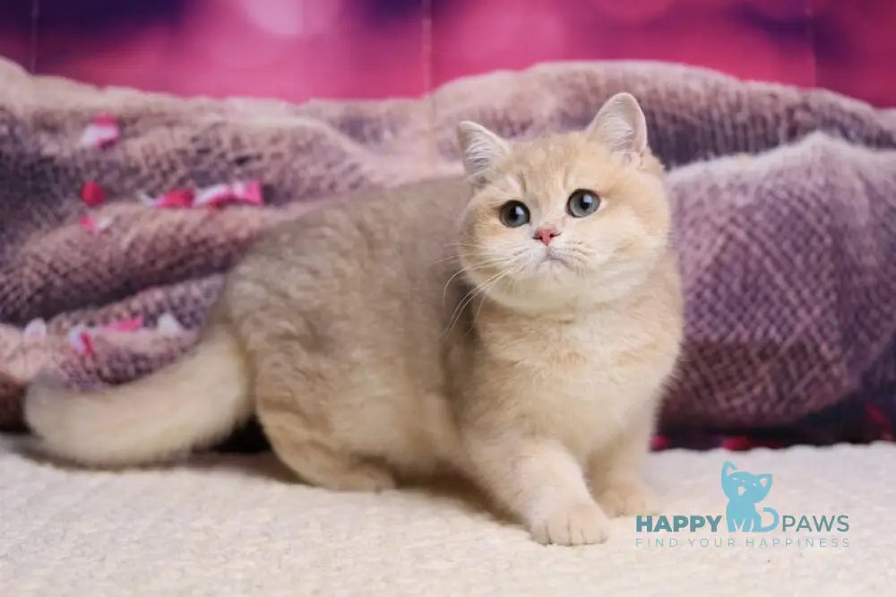 Lilit British Shorthair female blue golden shaded live animals