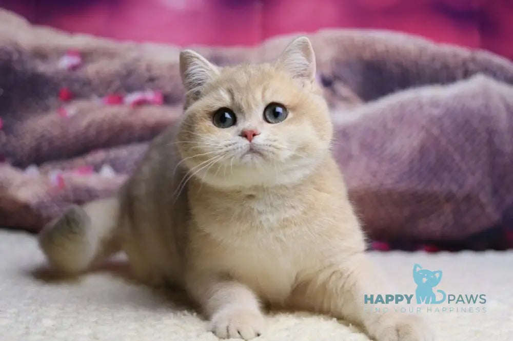Lilit British Shorthair female blue golden shaded live animals