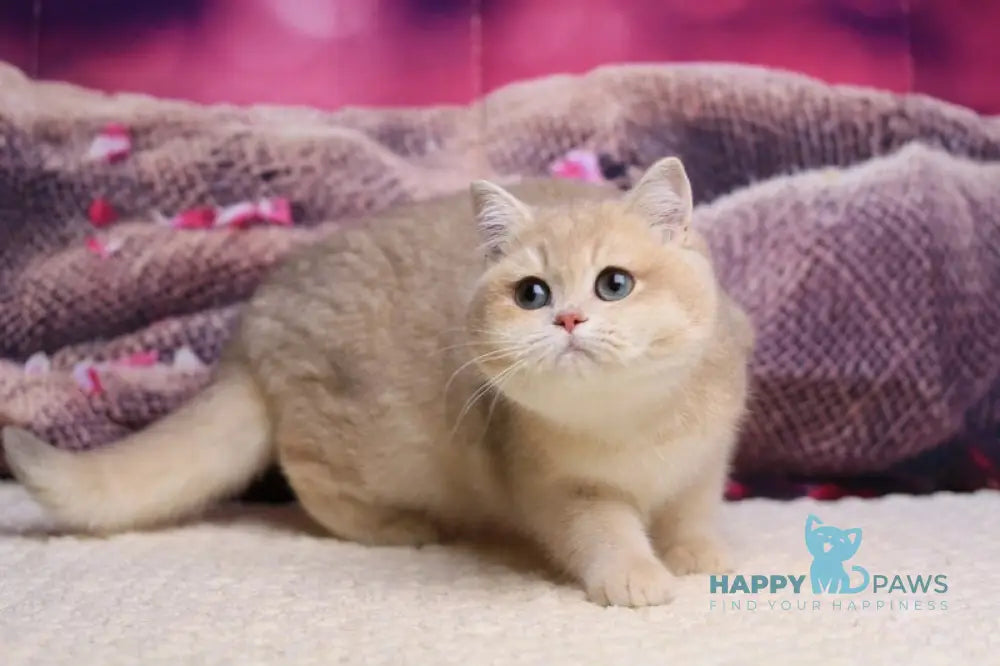 Lilit British Shorthair female blue golden shaded live animals