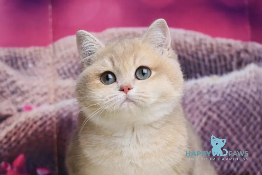 Lilit British Shorthair female blue golden shaded live animals