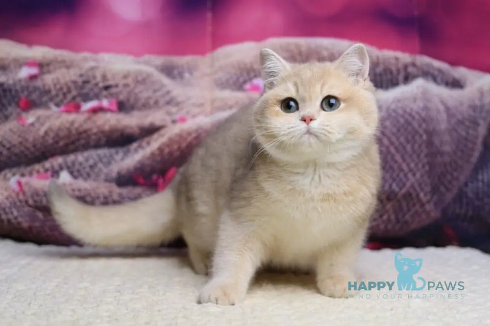 Lilit British Shorthair female blue golden shaded live animals