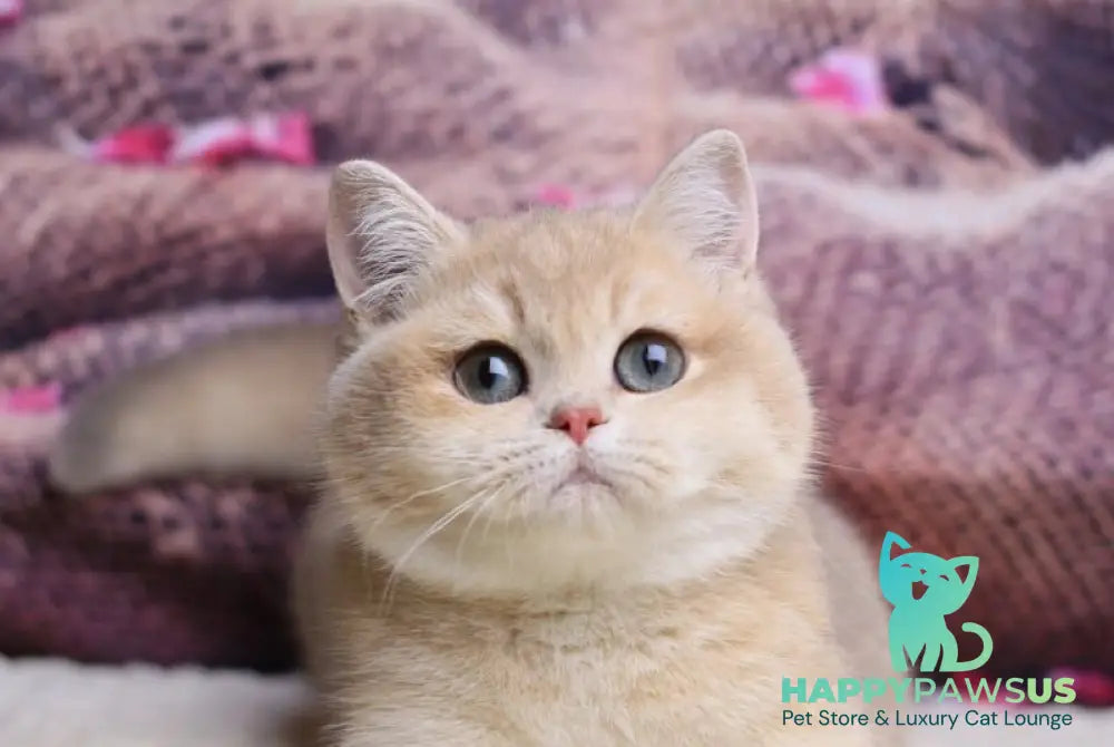 Lilit British Shorthair female blue golden shaded live animals