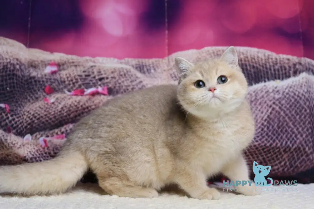 Lilit British Shorthair female blue golden shaded live animals