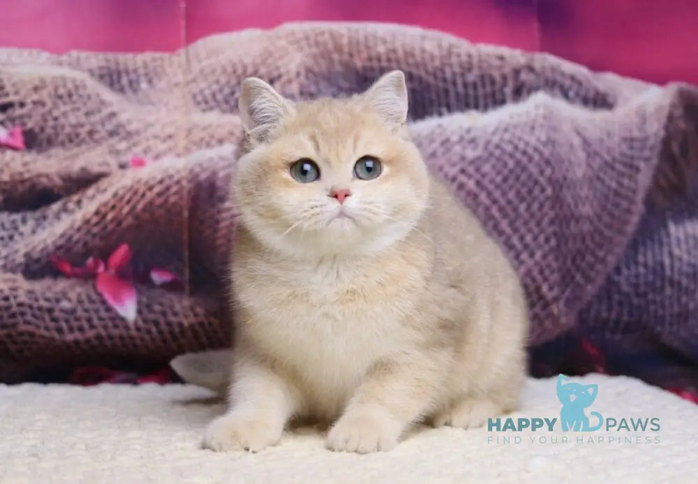 Lilit British Shorthair female blue golden shaded live animals