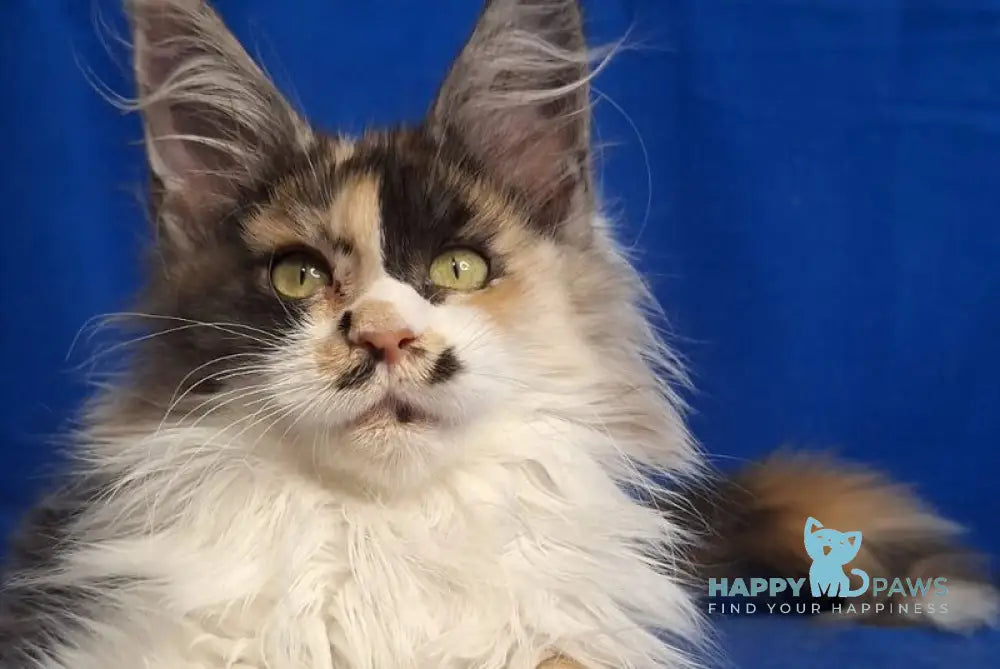 Lilit Maine Coon female black tortie silver tabby bicolour - live animals