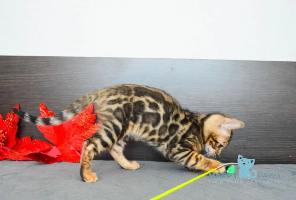 Lilith Bengal female black spotted tabby live animals