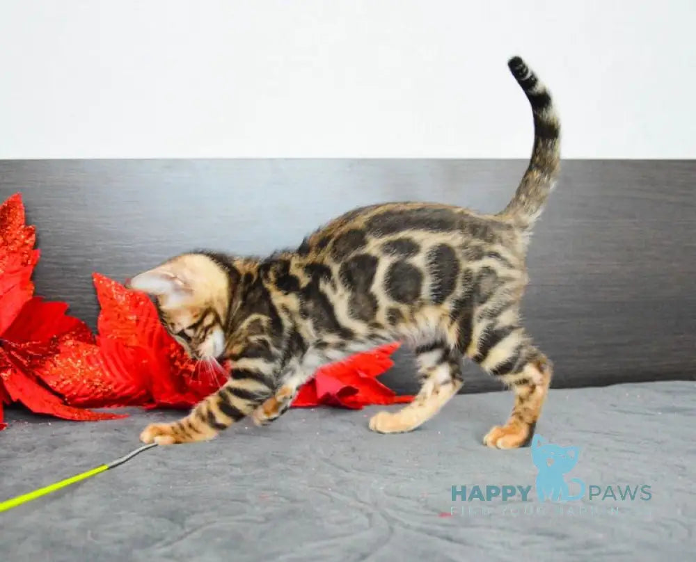 Lilith Bengal female black spotted tabby live animals