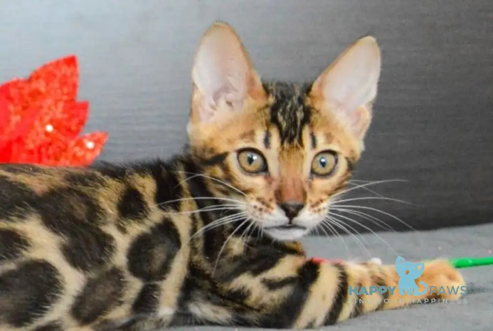 Lilith Bengal female black spotted tabby live animals