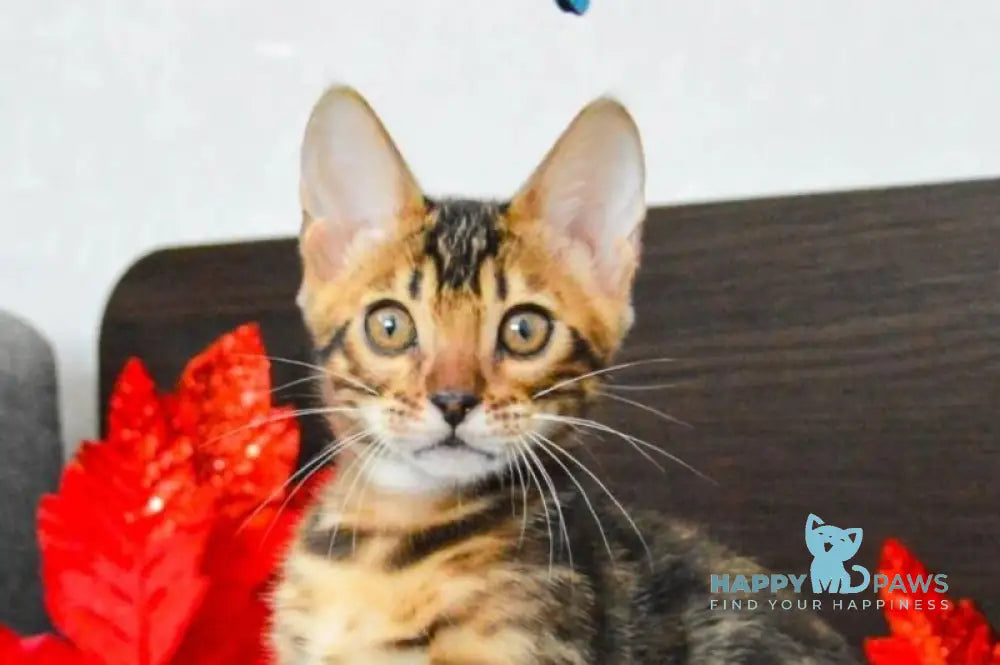 Lilith Bengal female black spotted tabby live animals