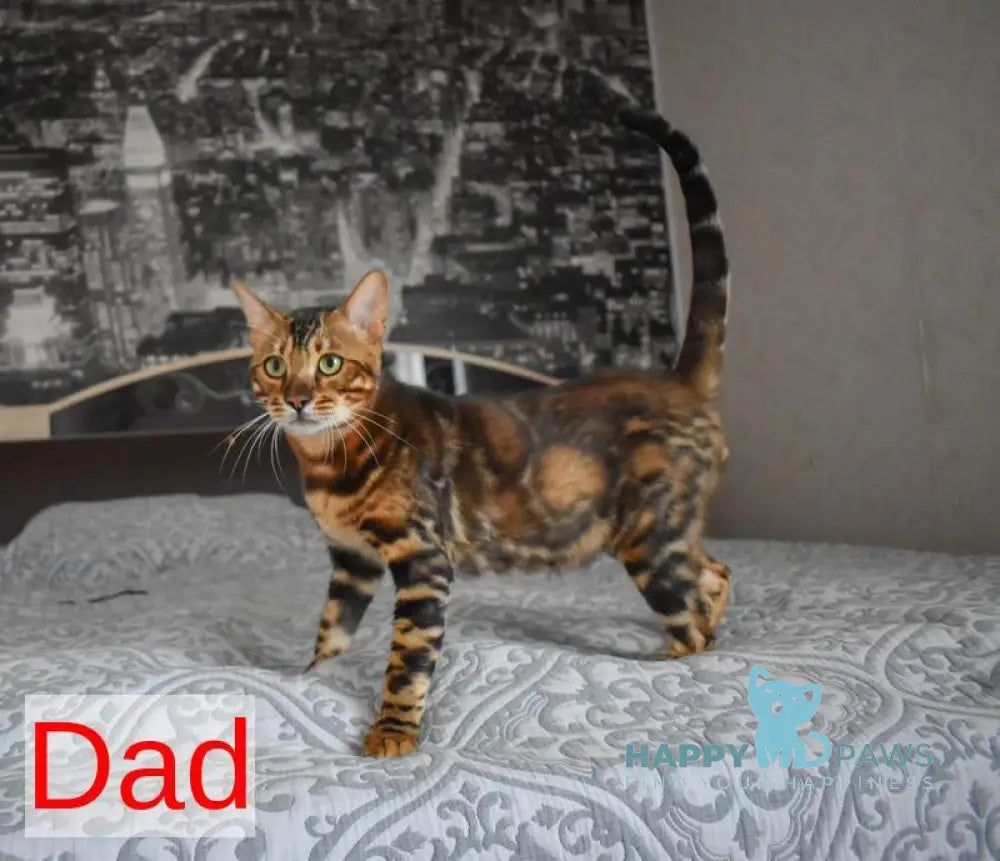 Lilith Bengal female black spotted tabby live animals