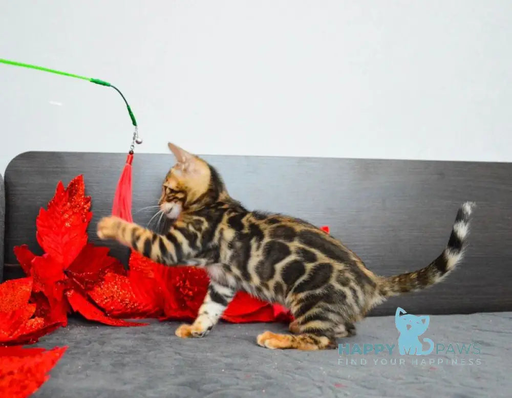 Lilith Bengal female black spotted tabby live animals