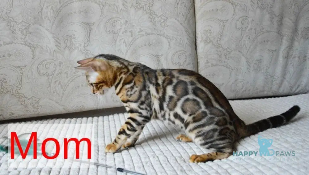 Lilith Bengal female black spotted tabby live animals