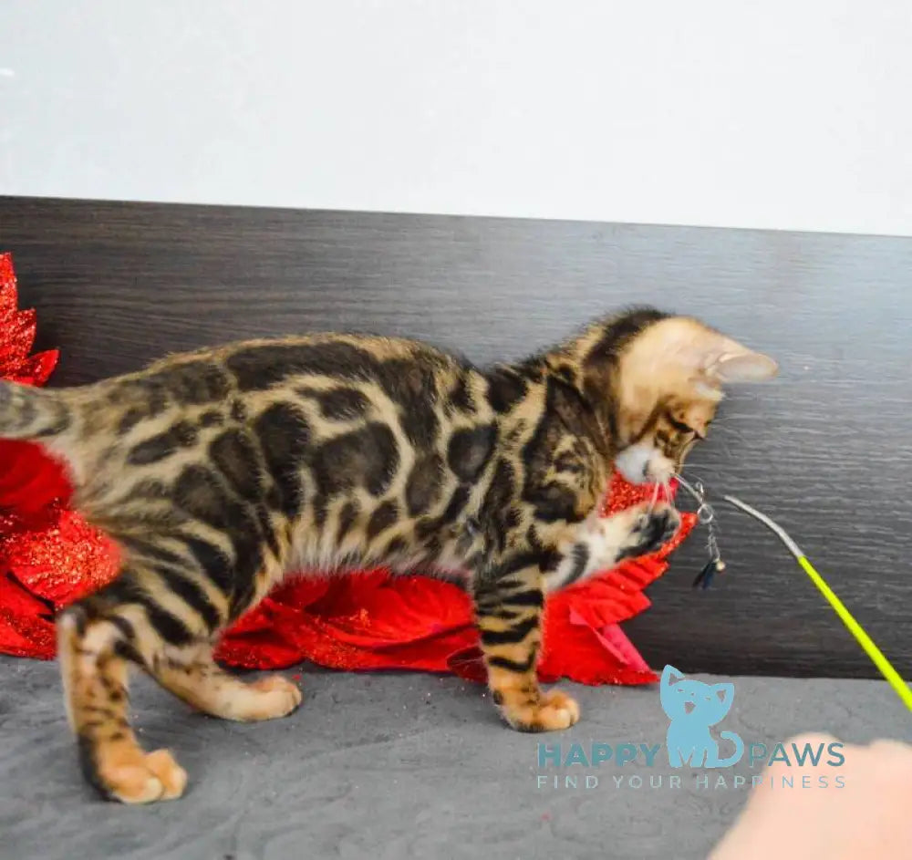 Lilith Bengal female black spotted tabby live animals