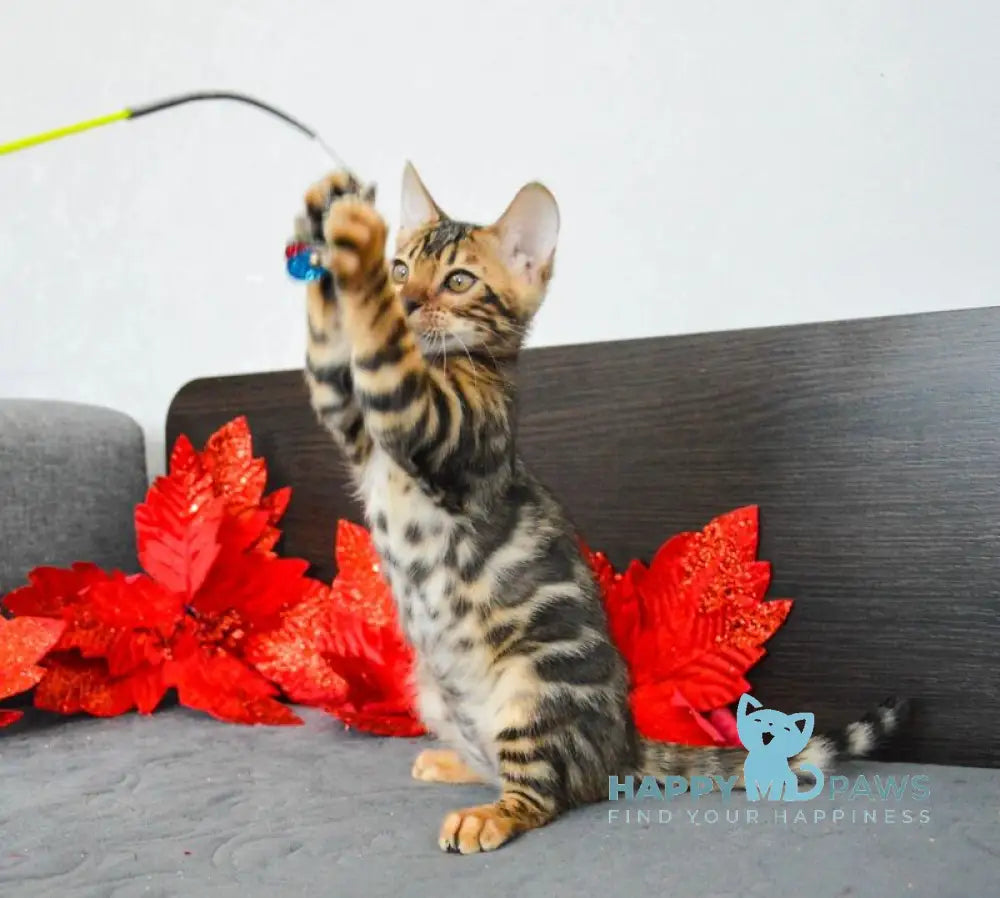 Lilith Bengal female black spotted tabby live animals