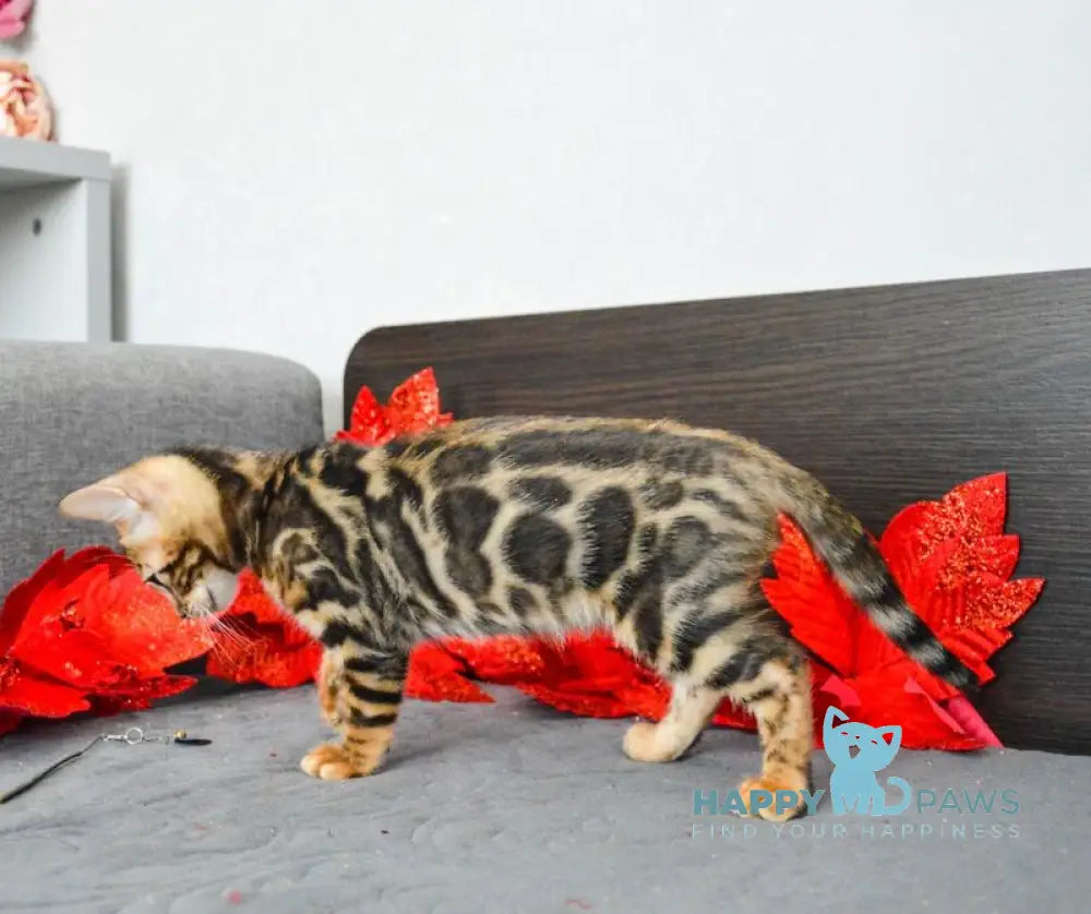 Lilith Bengal female black spotted tabby live animals