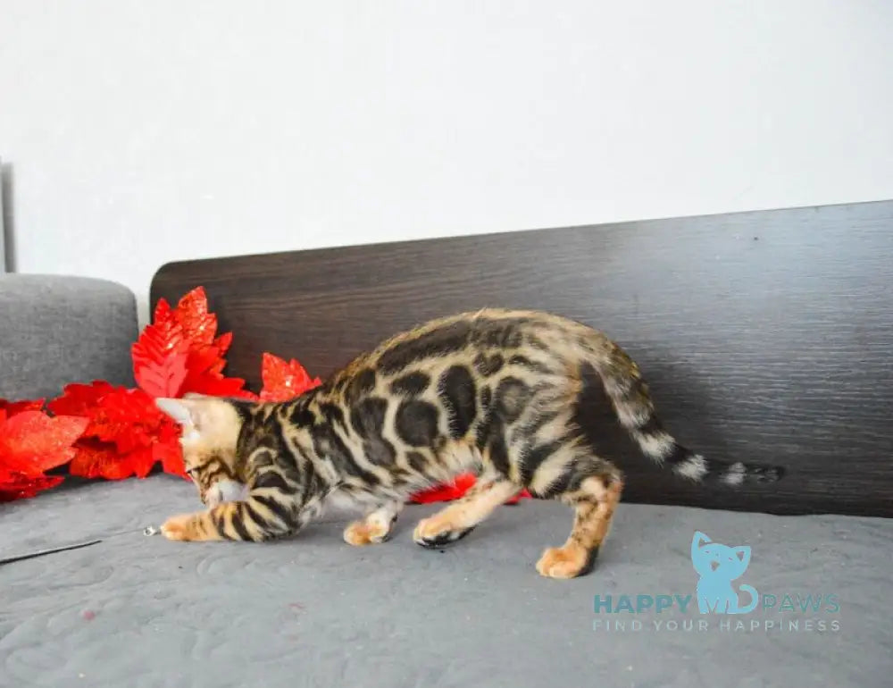 Lilith Bengal female black spotted tabby live animals