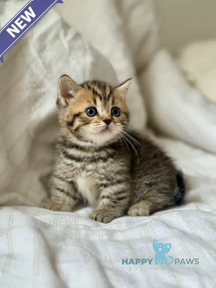 Lilith Munchkin female black spotted tabby live animals