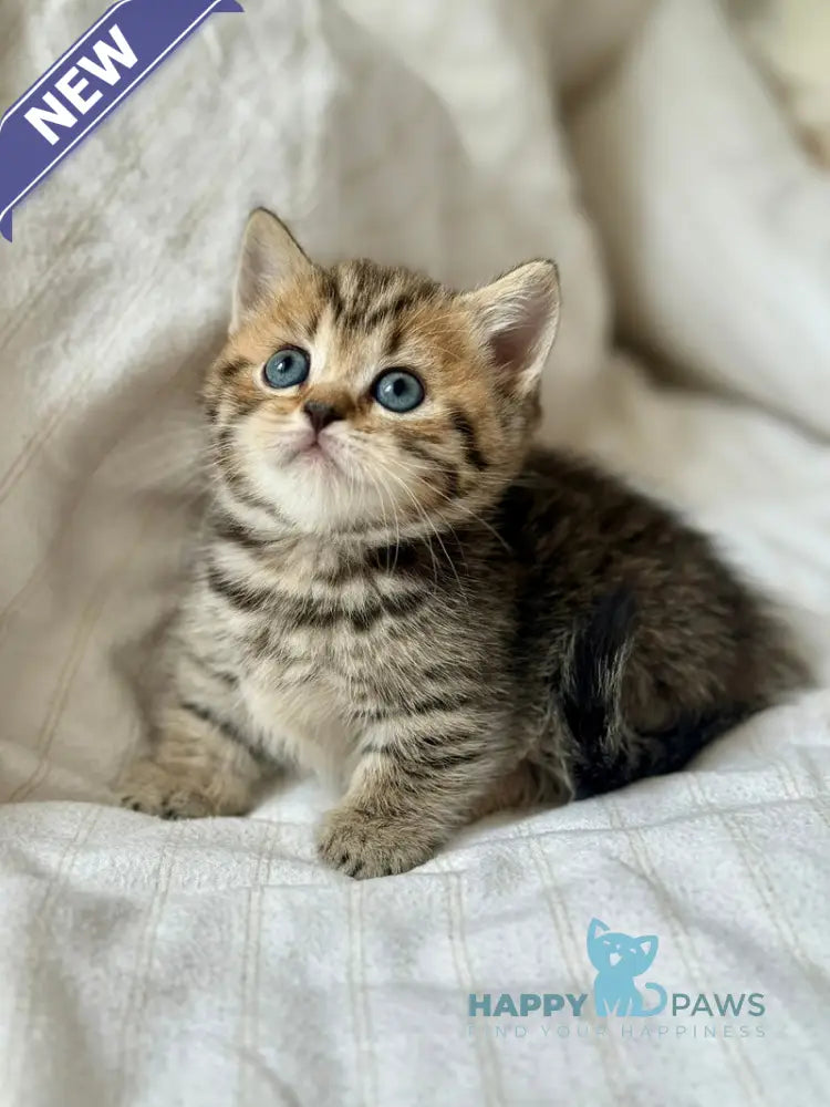 Lilith Munchkin female black spotted tabby live animals