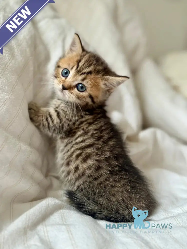 Lilith Munchkin female black spotted tabby live animals