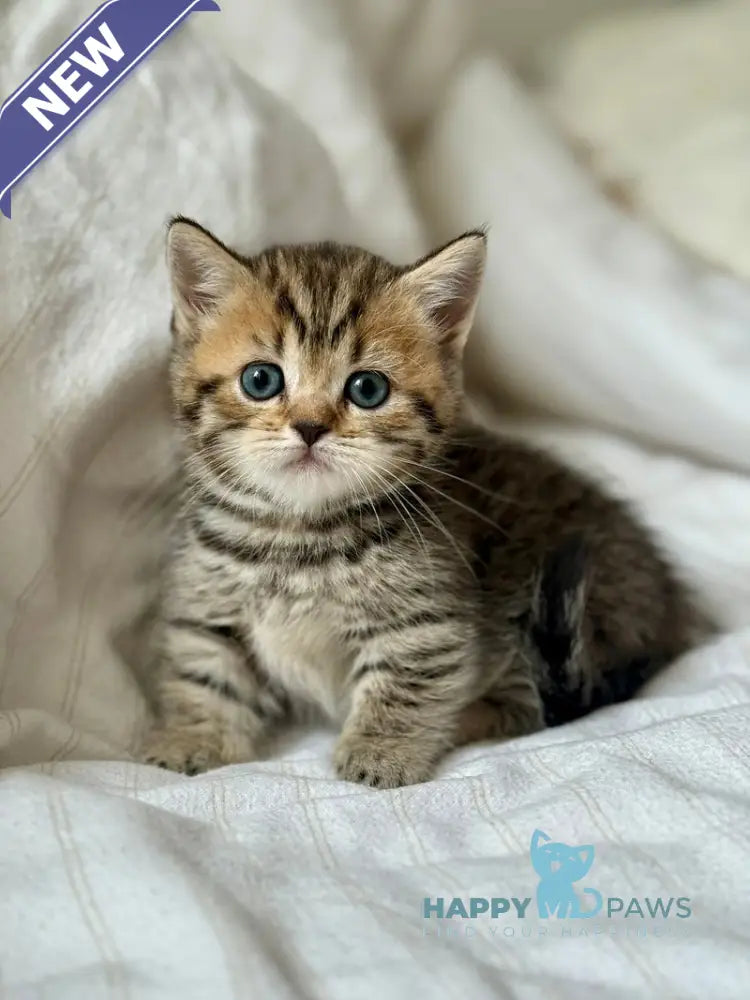 Lilith Munchkin female black spotted tabby live animals