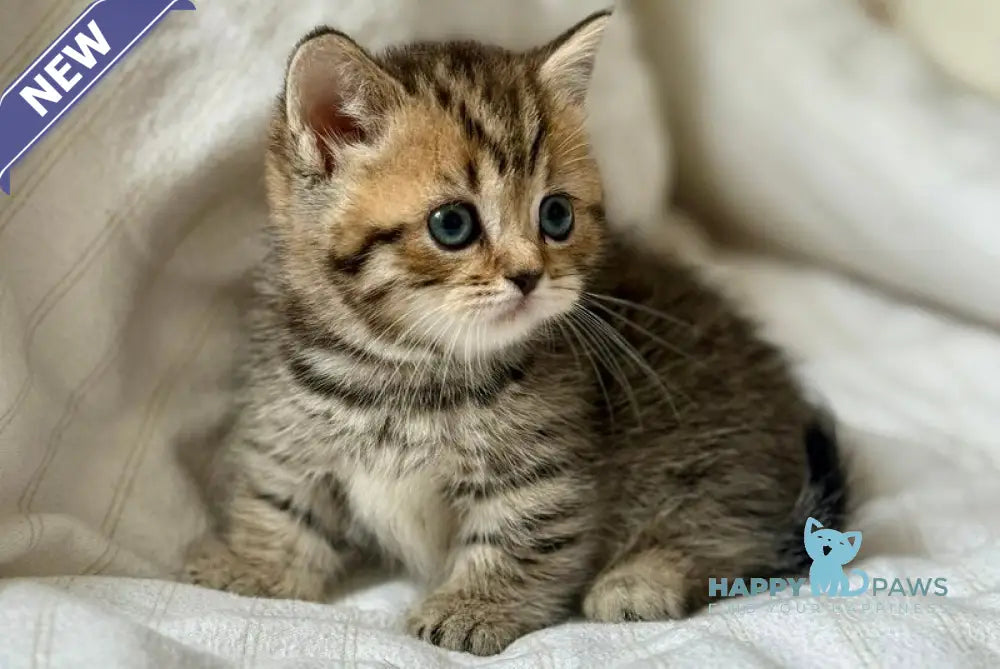 Lilith Munchkin female black spotted tabby live animals