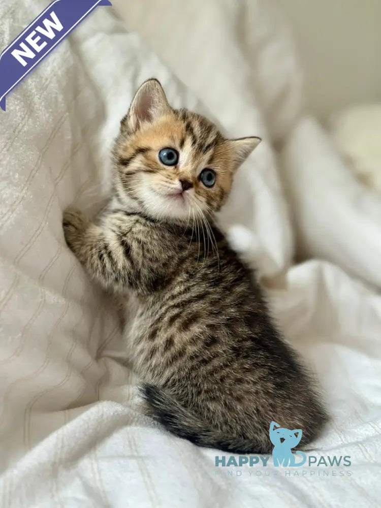 Lilith Munchkin female black spotted tabby live animals