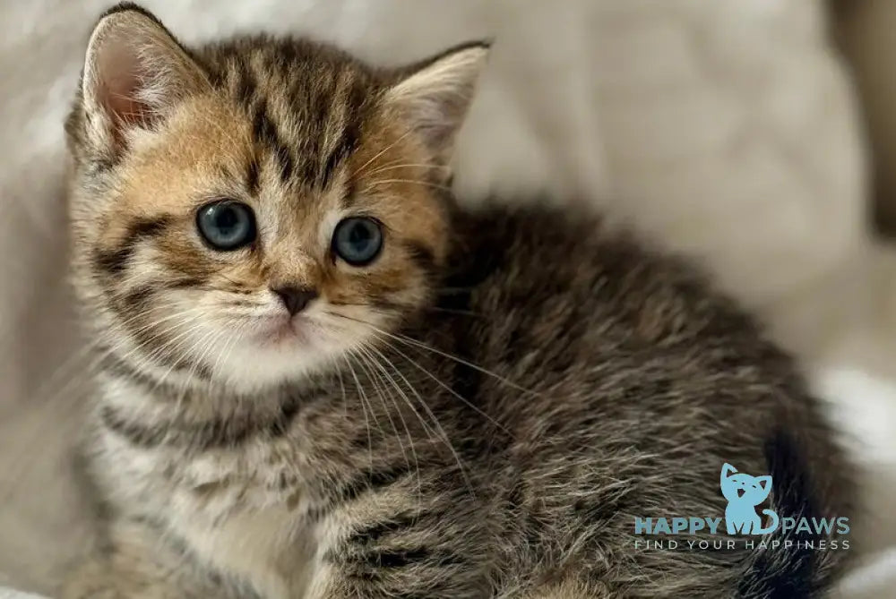 Lilith Munchkin female black spotted tabby live animals