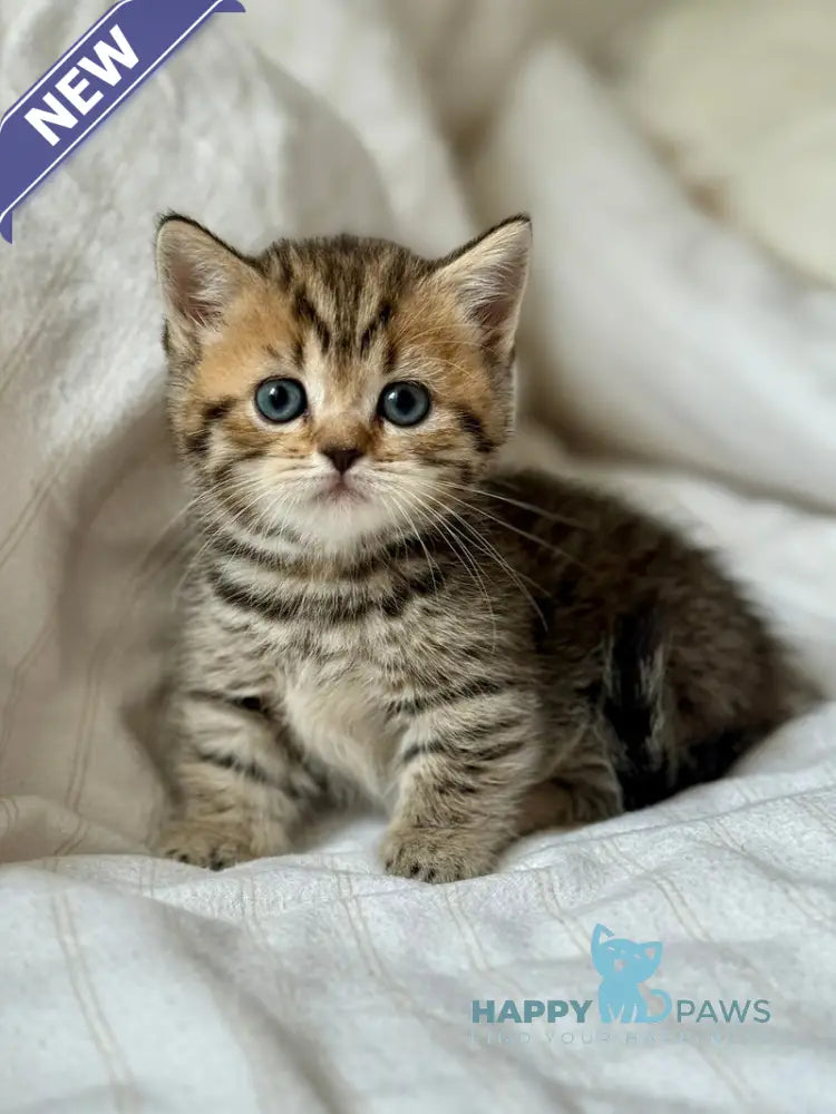 Lilith Munchkin female black spotted tabby live animals