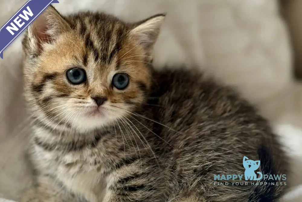 Lilith Munchkin female black spotted tabby live animals