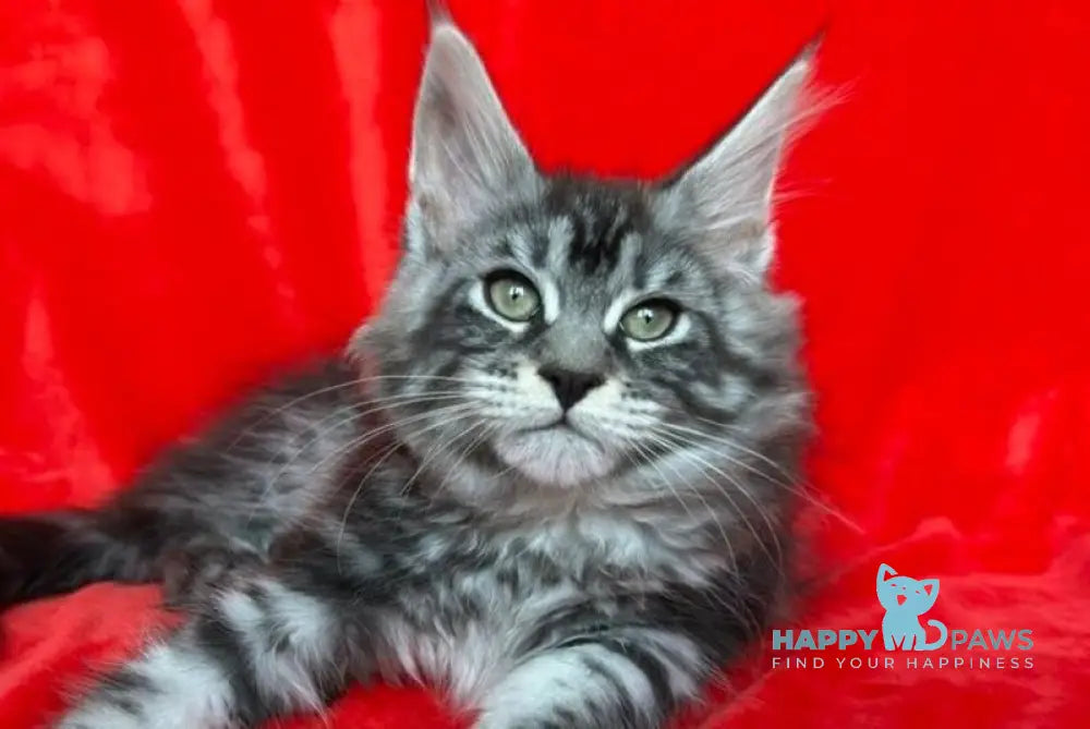 Liliya Maine Coon female black silver tabby live animals