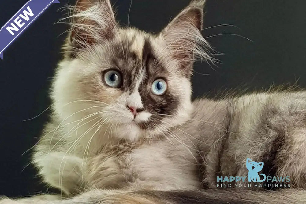 Lilli Maine Coon female black tortie silver with white live animals