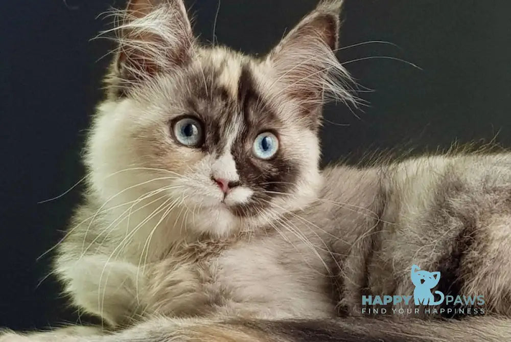 Lilli Maine Coon female black tortie silver with white live animals