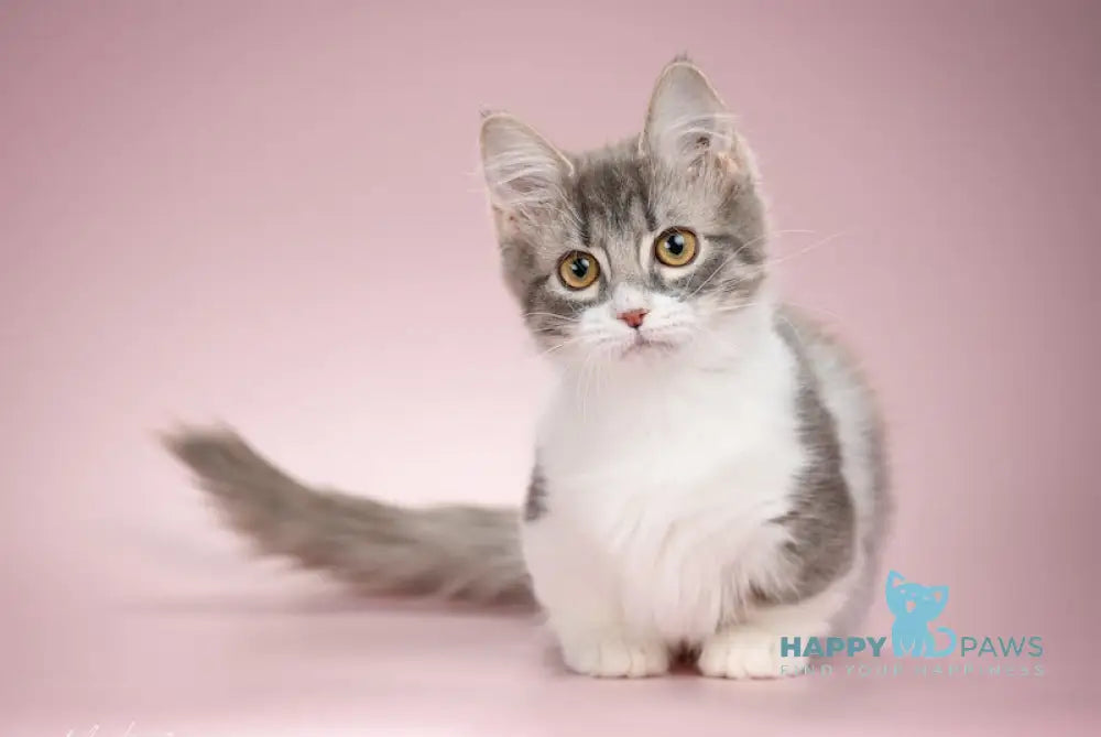 Lillit Munchkin Female Blue Tabby With White Live Animals