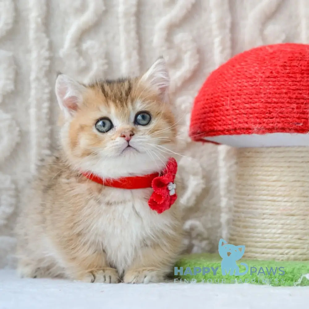 Lilly Munchkin female black golden ticked tabby live animals