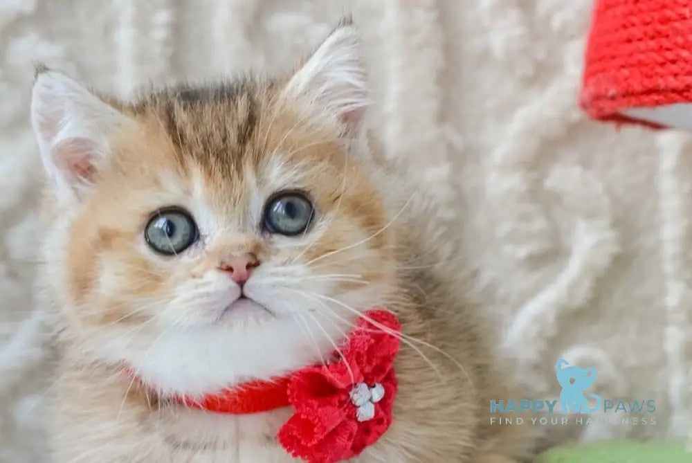 Lilly Munchkin female black golden ticked tabby live animals