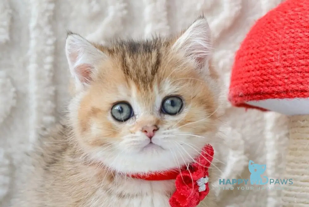 Lilly Munchkin female black golden ticked tabby live animals