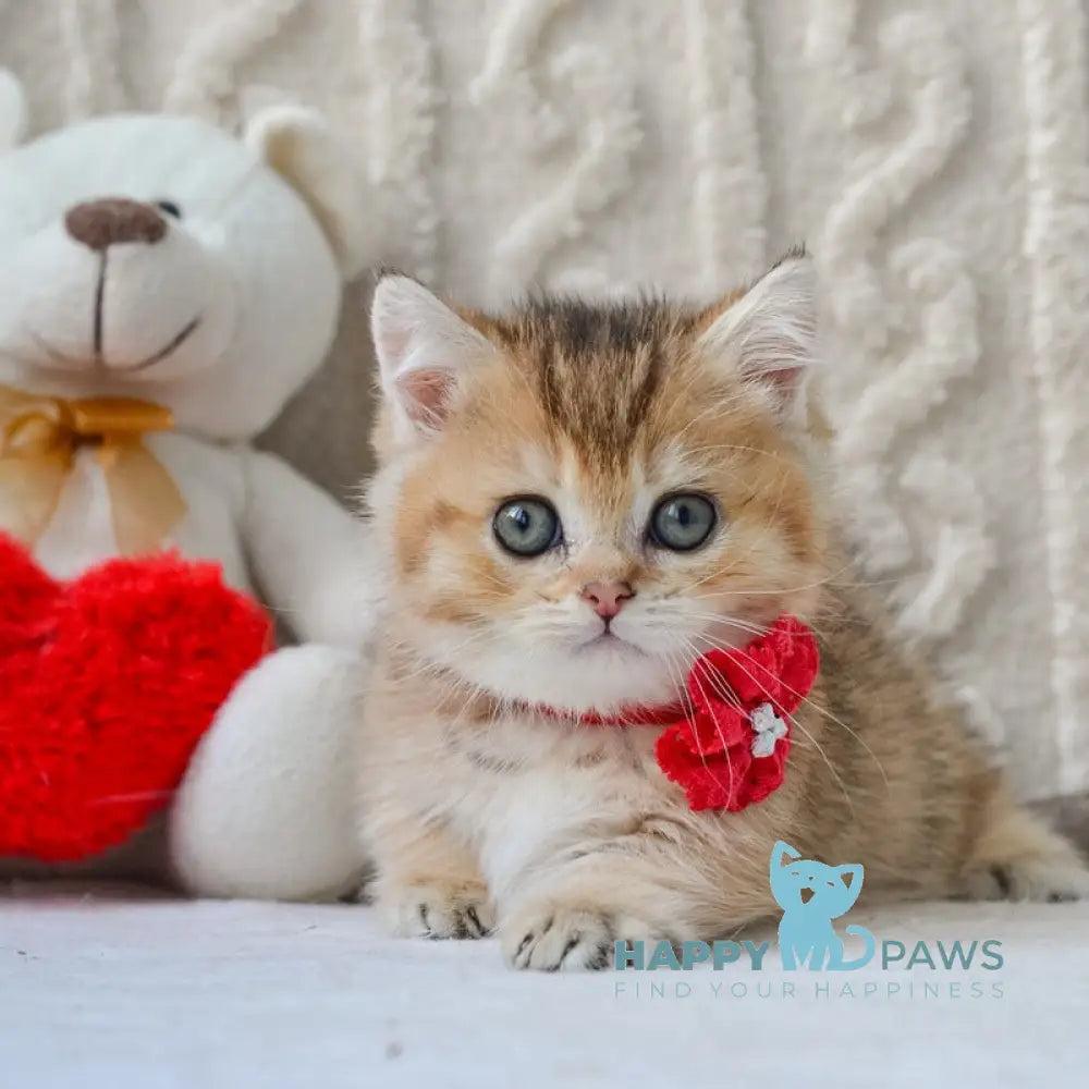 Lilly Munchkin female black golden ticked tabby live animals