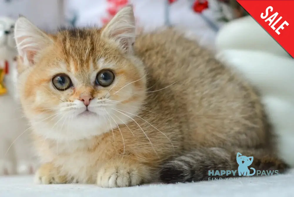 Lilly Munchkin female black golden ticked tabby live animals