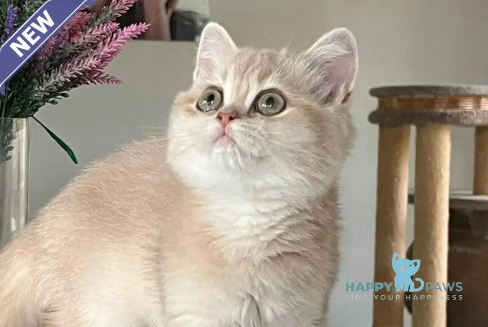 Lilu British Shorthair female lilac golden chinchilla live animals