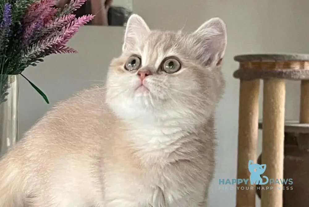 Lilu British Shorthair female lilac golden chinchilla live animals