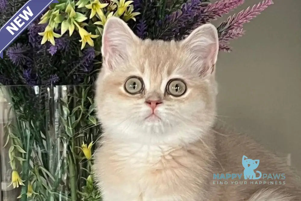 Lilu British Shorthair female lilac golden chinchilla live animals