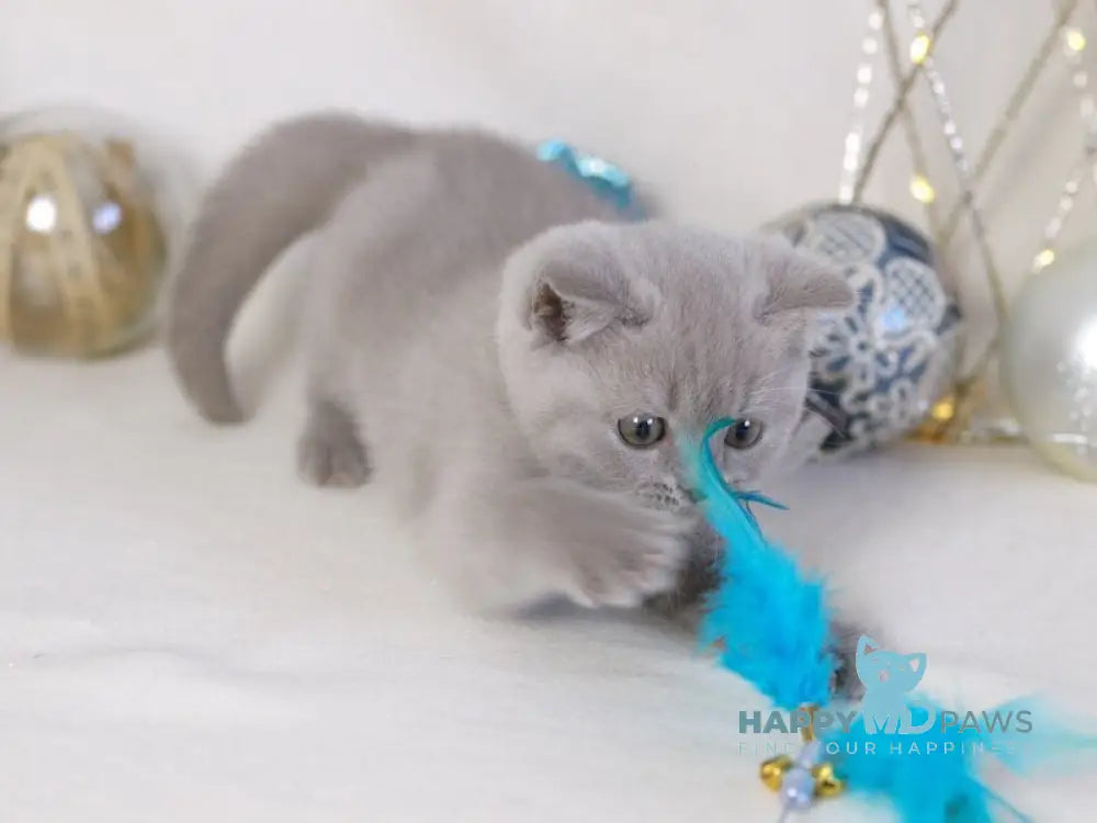 Lilu British Shorthair female lilac live animals