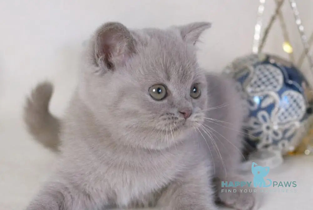 Lilu British Shorthair female lilac live animals