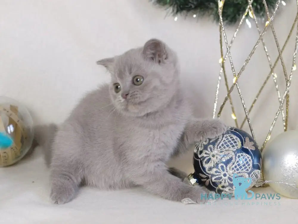 Lilu British Shorthair female lilac live animals