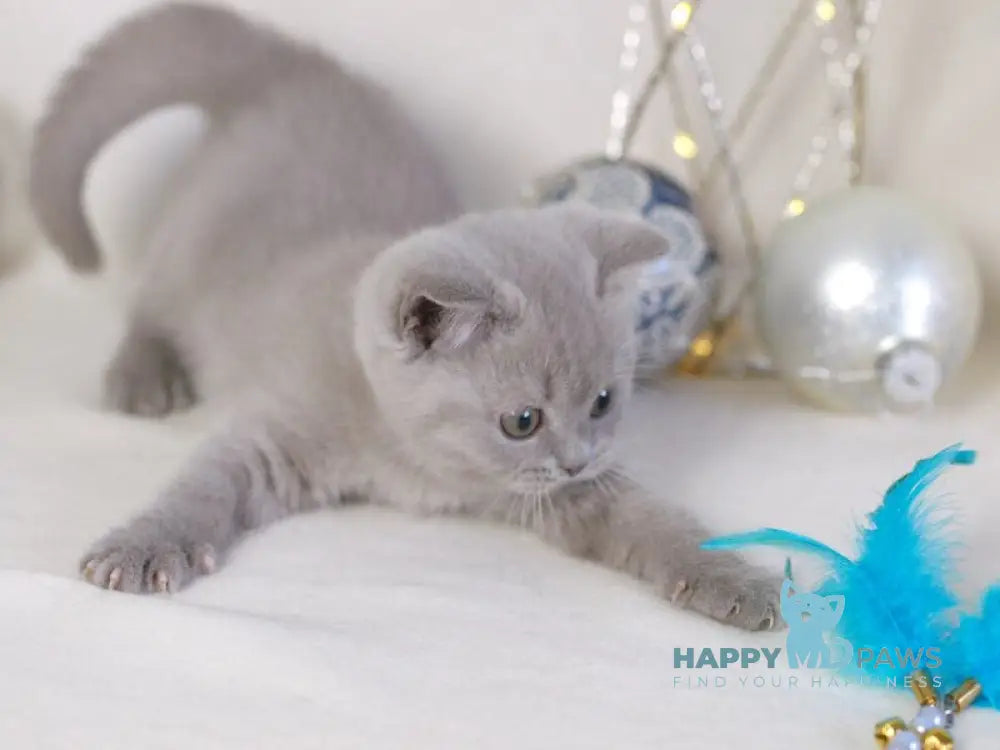 Lilu British Shorthair female lilac live animals