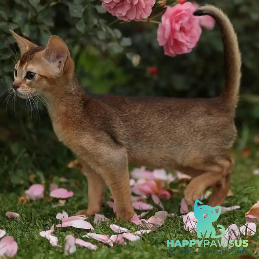 Lily Abyssinian female ruddy - live animals