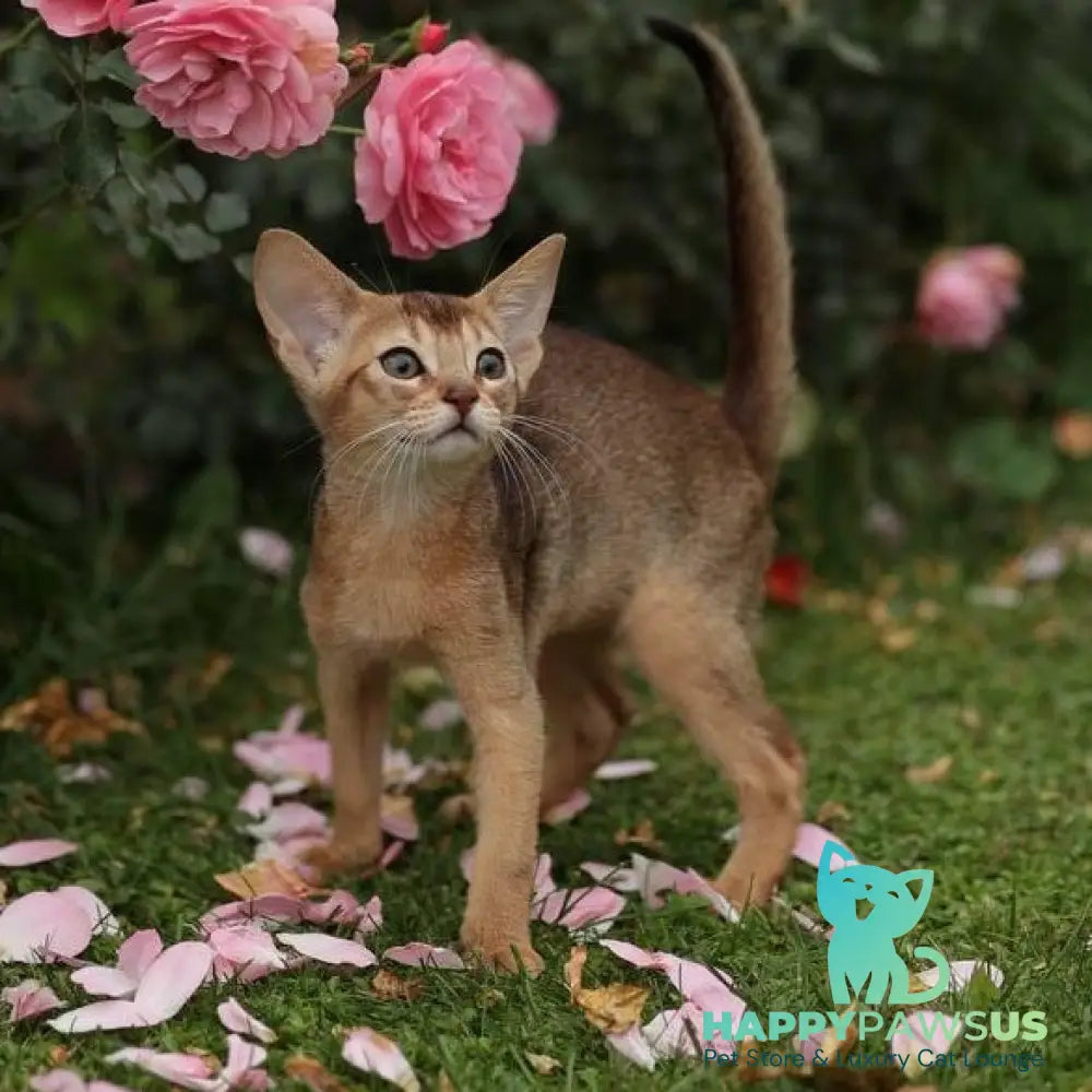 Lily Abyssinian female ruddy - live animals